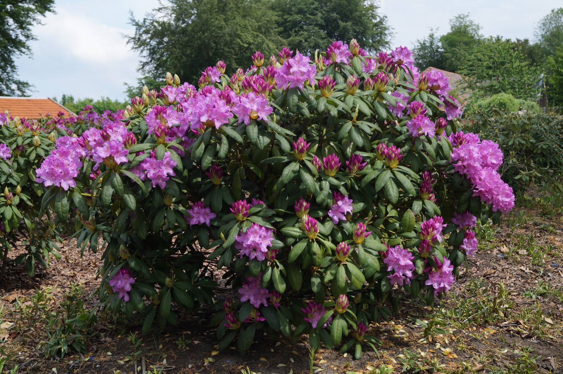 Rhododendron Roseum Elegans_03
